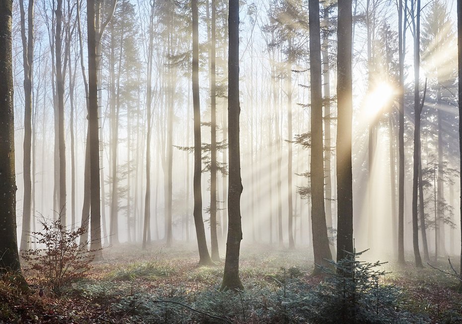 Fototapeta - las, mgła, drzewa