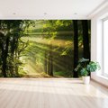 Fototapeta - las, promienie, słońce
