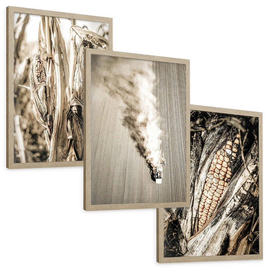 Zestaw obrazy w ramie, plakaty - kukurydza, pole, rolnictwo - rama drewno