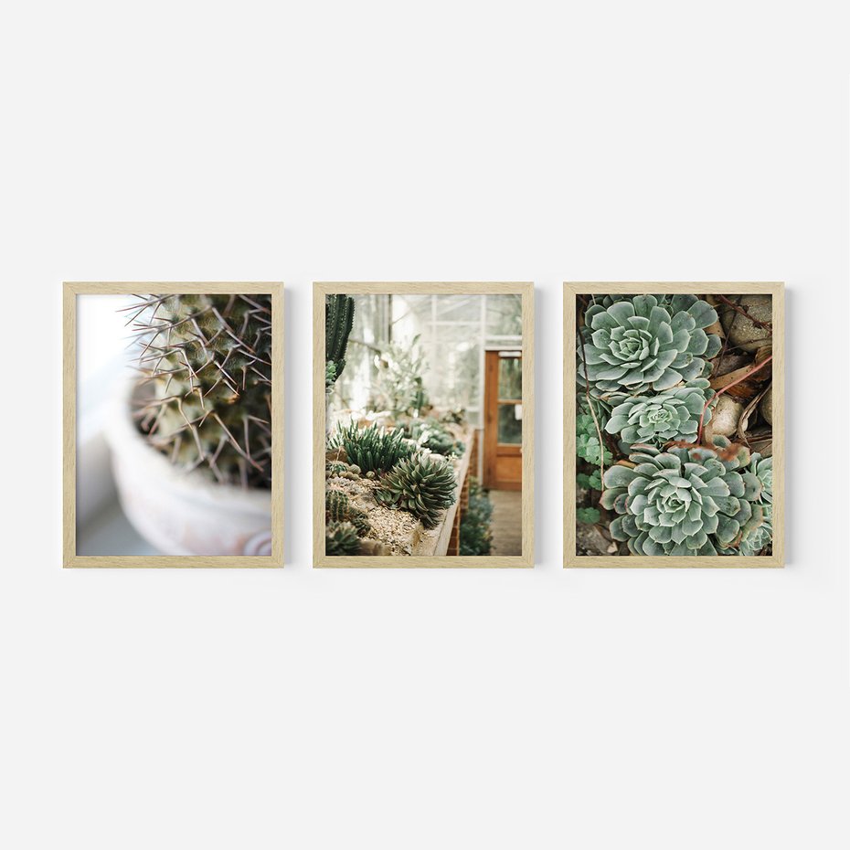 Zestaw obrazy w ramie, plakaty - kaktus, sukulenty, rośliny - rama drewno