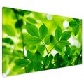 Obraz na płótnie - liście, zieleń, natura
