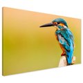 Obraz na płótnie - ptak, zimorodek, natura