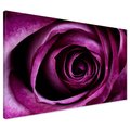 Obraz na płótnie - róża, kwiat, zbliżenie