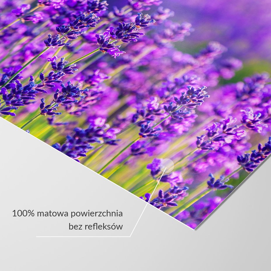 Fototapeta - lawenda, kwiaty, fioletowy