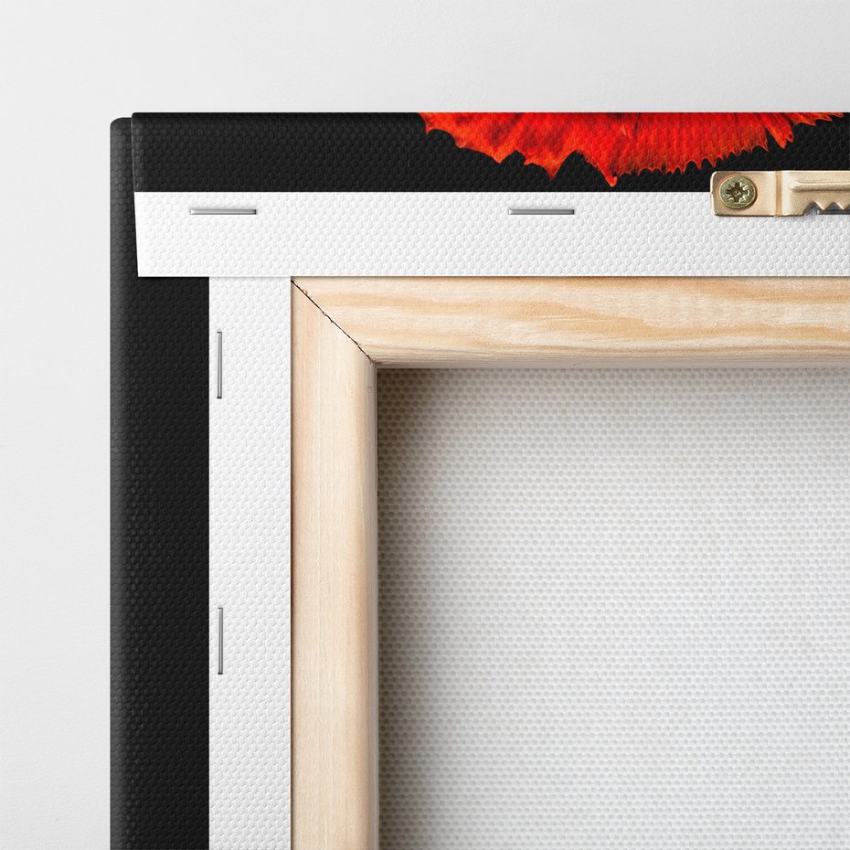 Obraz na płótnie - ryba bojownik, czerwona, płetwy