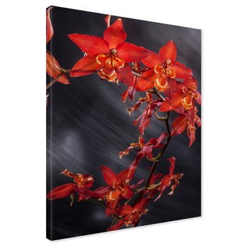 Obraz na płótnie - kwiaty, czerwone, orchidee