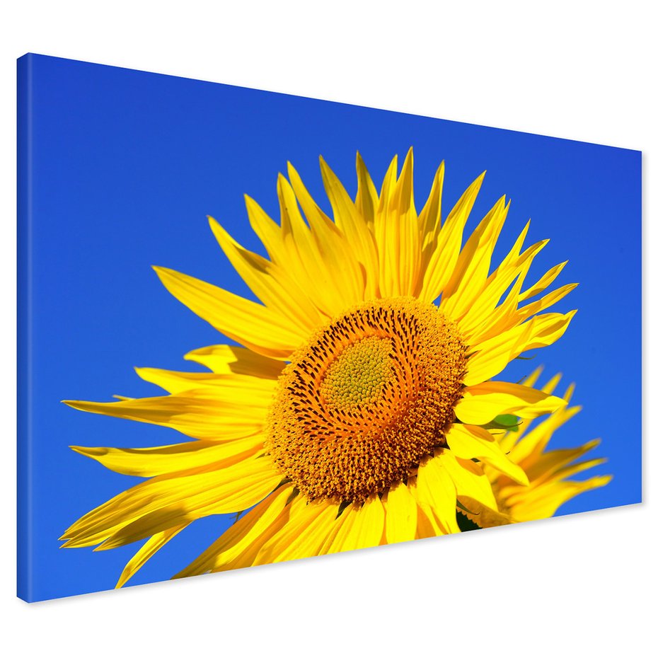 Obraz na płótnie - słonecznik, kwiat, lato