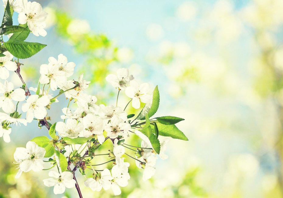 Fototapeta - kwiaty, wiosna, kwitnienie