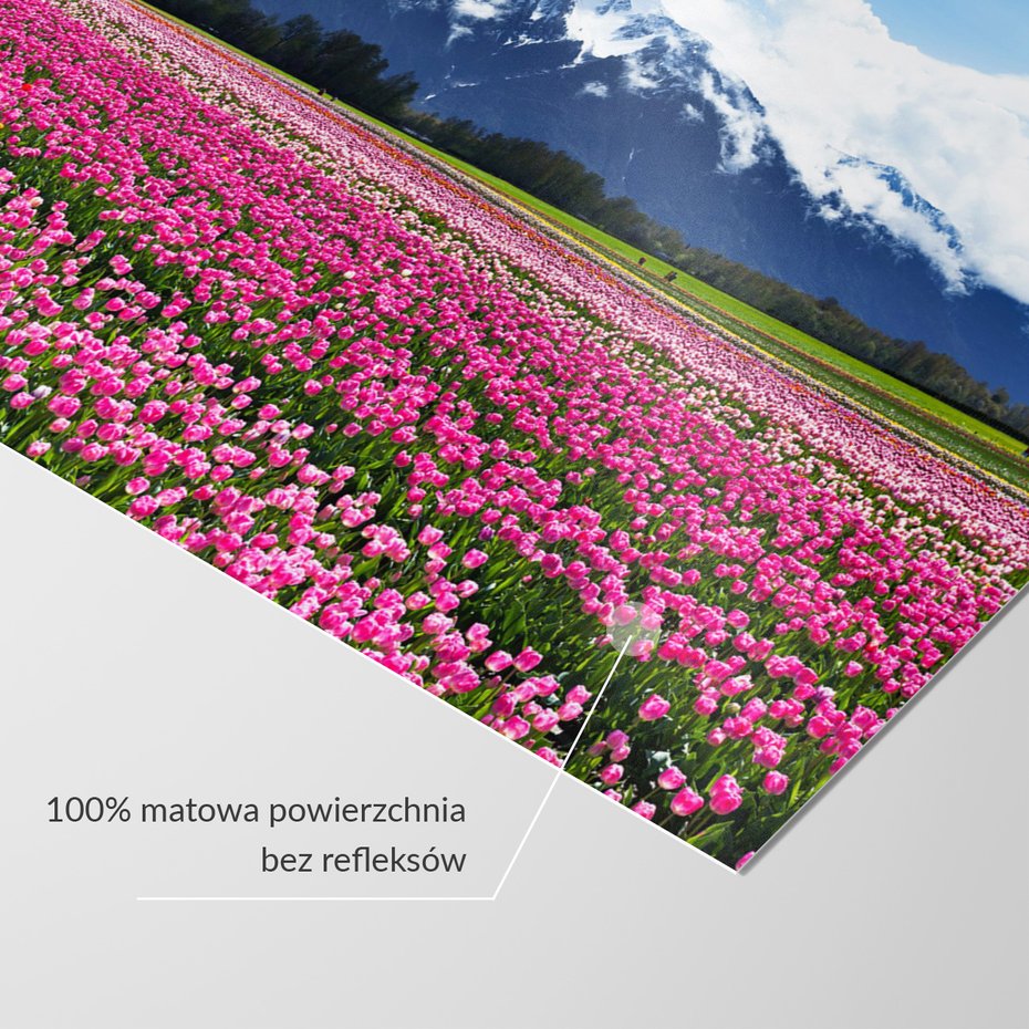 Fototapeta - kwiaty, tulipany, góry