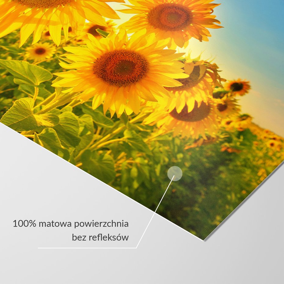 Fototapeta - słoneczniki, lato, słońce