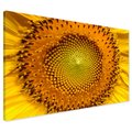 Obraz na płótnie - słonecznik, kwiat, zbliżenie