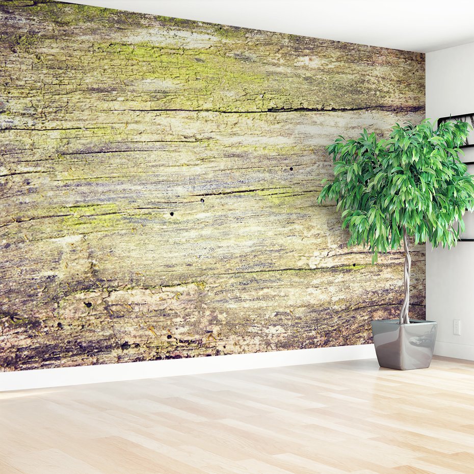 Fototapeta - drewno, kora, tekstura