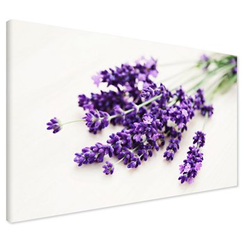 Obraz na płótnie - lawenda, kwiaty, fioletowy