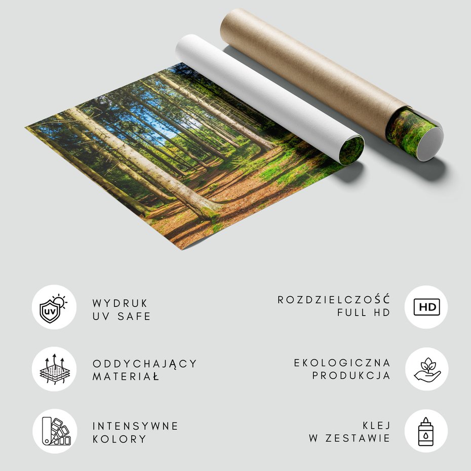 Fototapeta - las, drzewa, przyroda