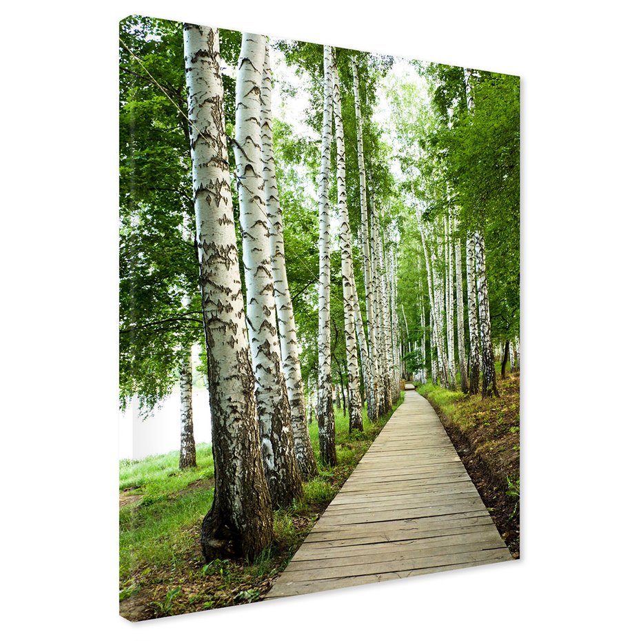 Obraz na płótnie - las, brzozy, ścieżka