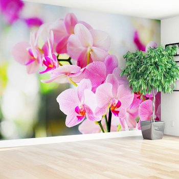 Fototapeta - kwiaty, orchidee, różowe,