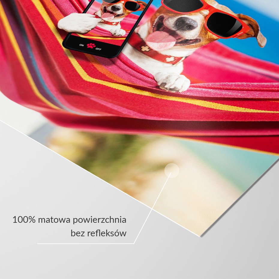 Fototapeta - pies, hamak, okulary