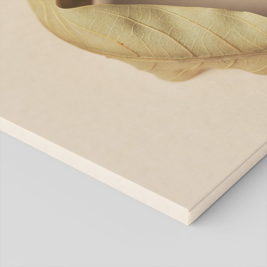 Obraz na płótnie - liść, suchy, beżowy