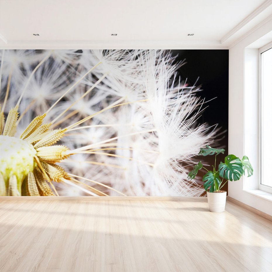 Fototapeta - dmuchawiec, natura, nasiona