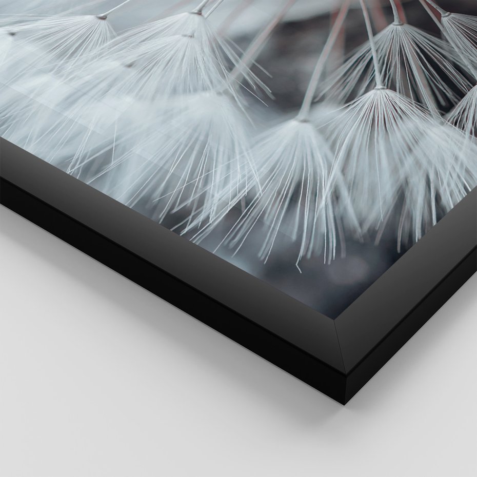 Zestaw obrazy w ramie, plakaty - dmuchawiec, natura, makro - rama czarna