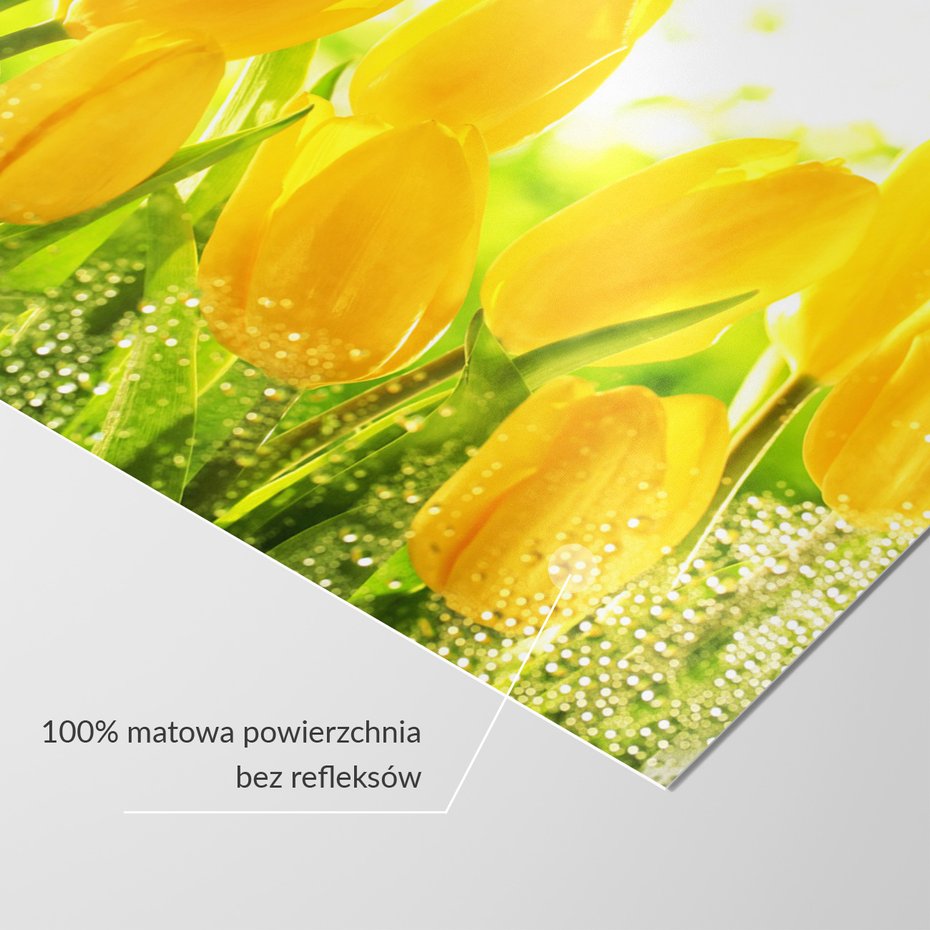 Fototapeta - tulipany, kwiaty, żółte