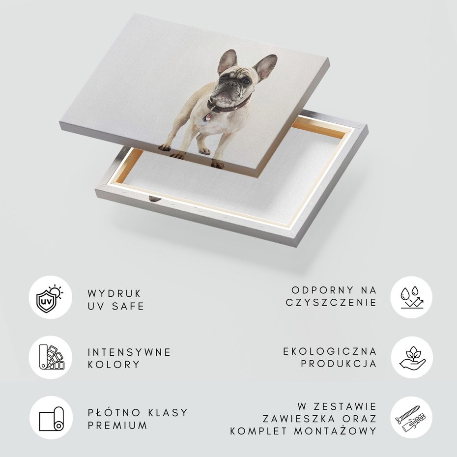 Obraz na płótnie - pies, buldog, zwierzę