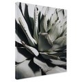 Obraz na płótnie - agawa, roślina, liście