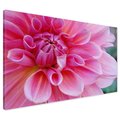 Obraz na płótnie - kwiat, dalia, płatki