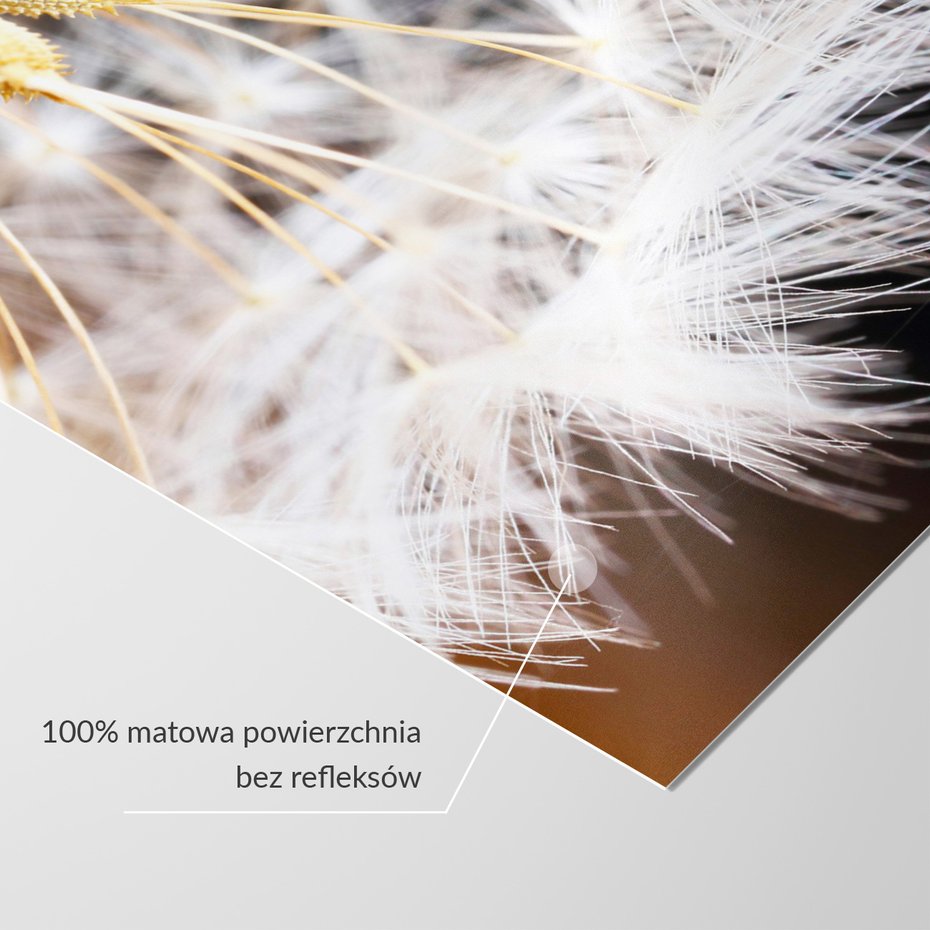 Fototapeta - dmuchawiec, natura, nasiona