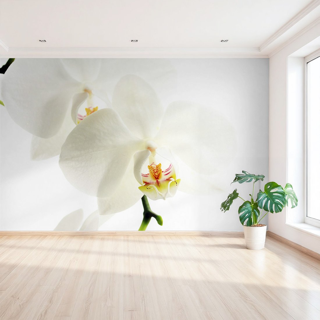 Fototapeta - orchidea, kwiat, biały