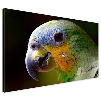 Obraz na płótnie - papuga, ptak, tropikalny