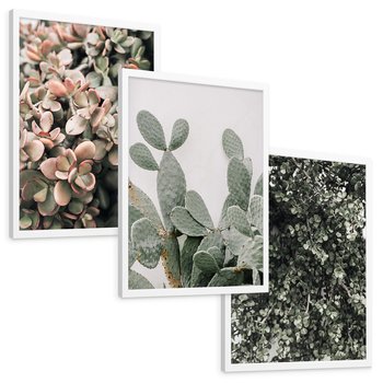 Zestaw obrazy w ramie, plakaty - rośliny, kaktus, liście - rama biała
