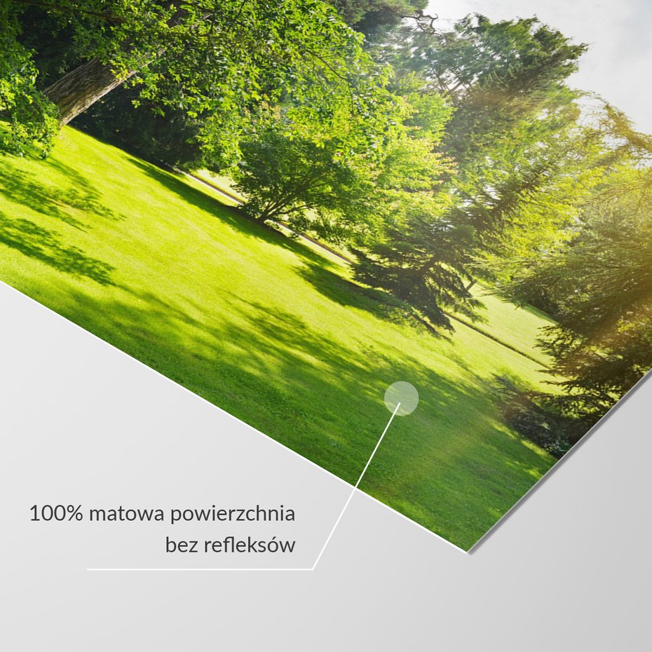 Fototapeta - las, trawa, drzewa