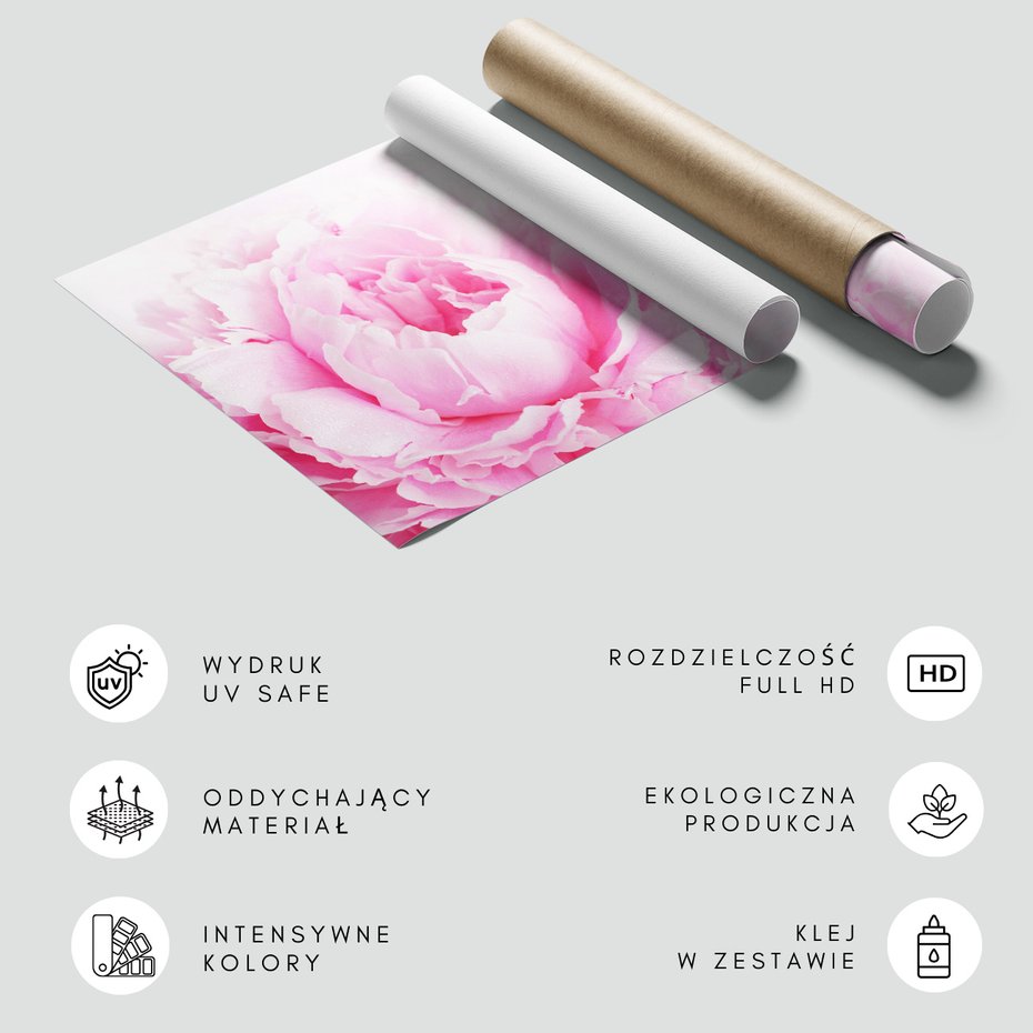 Fototapeta - piwonia, kwiat, delikatność