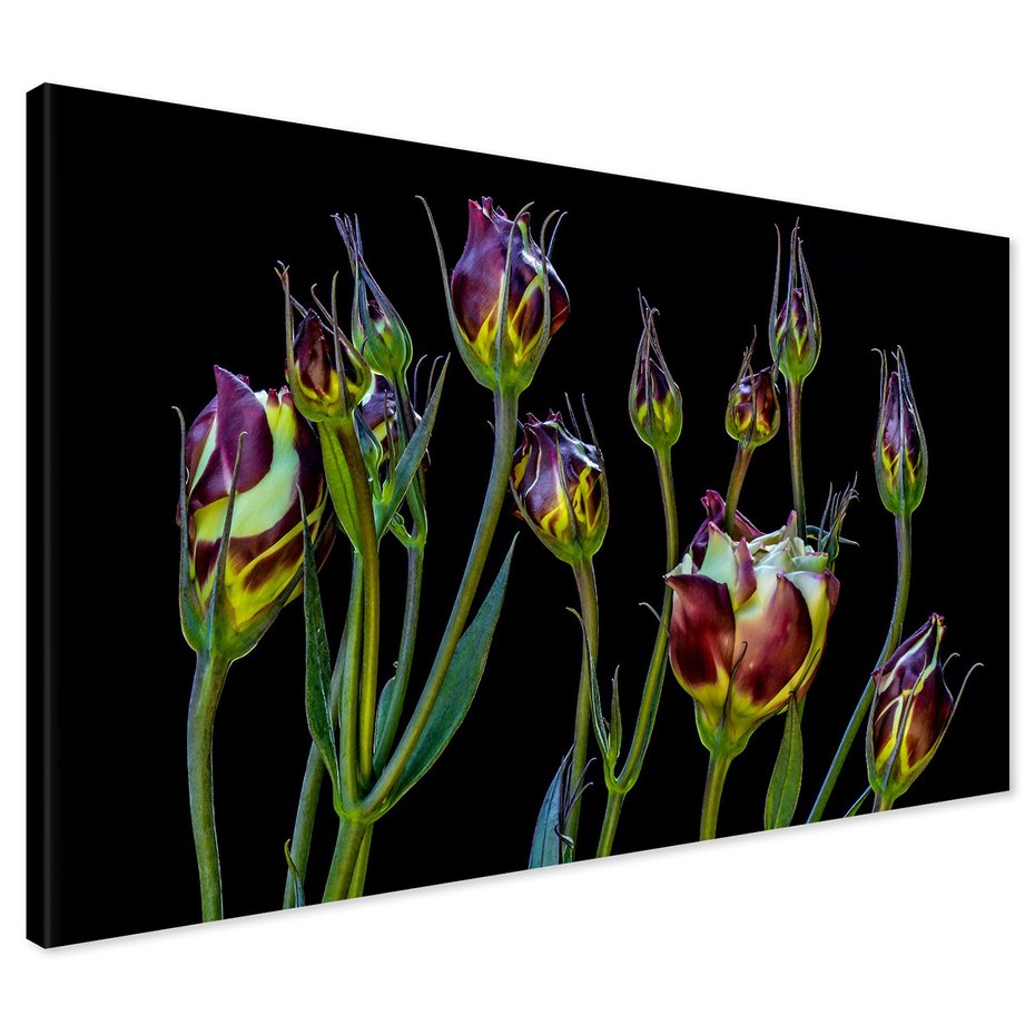 Obraz na płótnie - kwiaty, pąki, abstrakcja