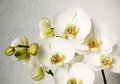Fototapeta - orchidee, kwiaty, białe