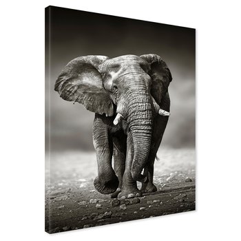 Obraz na płótnie - słoń, afrykański, ssak