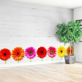 Fototapeta - kwiaty, gerbery, kolorowe