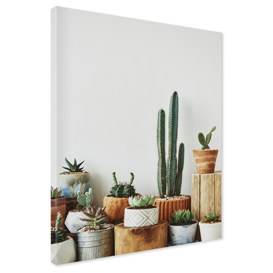 Obraz na płótnie - kaktusy, sukulenty, rośliny