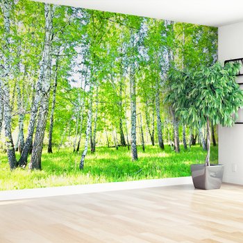 Fototapeta - las, brzozy, natura