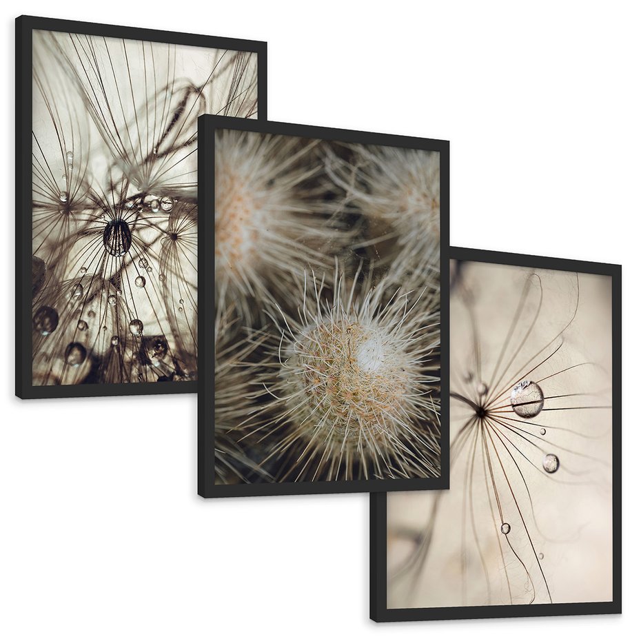 Zestaw obrazy w ramie, plakaty - makro, natura, roślina - rama czarna