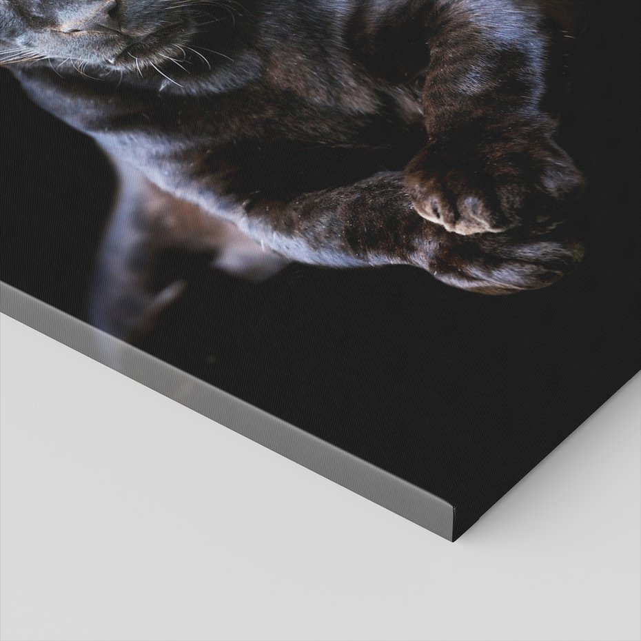 Obraz na płótnie - pantera, czarna, kot