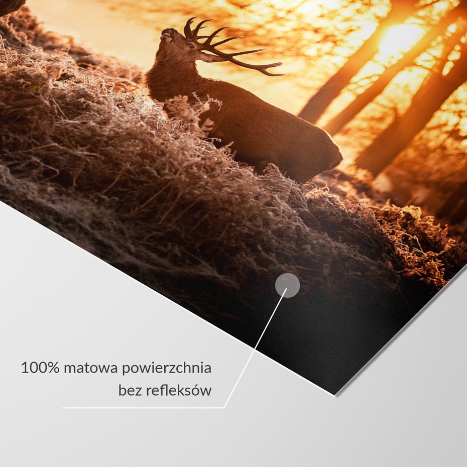 Fototapeta - jelenie, las, zachód słońca