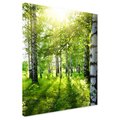 Obraz na płótnie - las, brzozy, natura