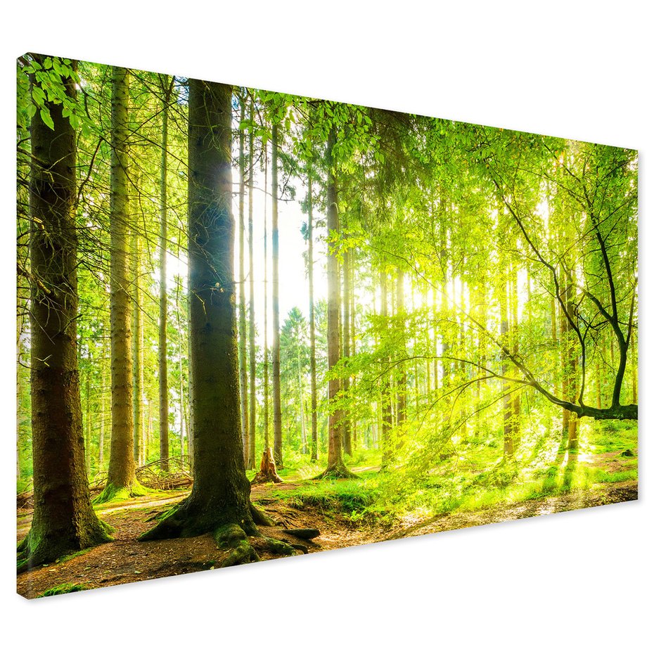 Obraz na płótnie - las, drzewa, przyroda