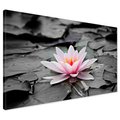 Obraz na płótnie - kwiat, lilia wodna, staw