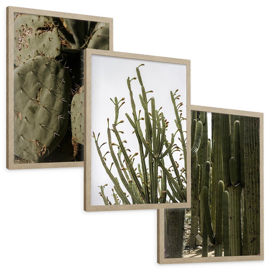Zestaw obrazy w ramie, plakaty - kaktusy, rośliny, zielony - rama drewno