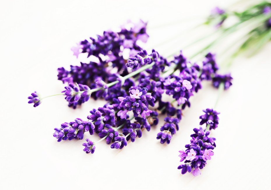 Fototapeta - lawenda, kwiaty, fioletowy