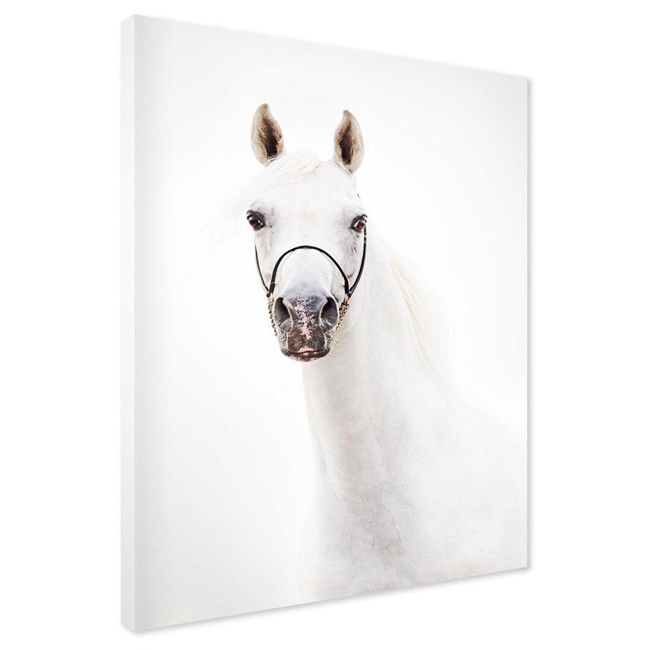 Obraz na płótnie - koń, zwierzę, portret
