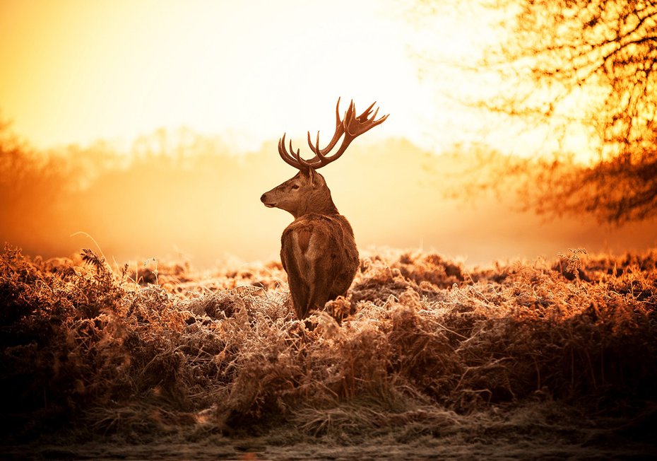 Fototapeta - jeleń, natura, krajobraz